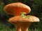 Gioco Mushroom Plant Land Escape in linea