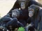 Gioco Funny Chimpanzee Jungle Escape in linea