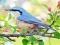 Gioco Hidden Spots Birds in linea