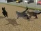 Gioco Run Cat Cat Race in linea