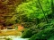 Gioco Peaceful Rainbow Forest Escape in linea