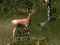 Gioco Sniper Hunting Deadly Animal in linea