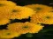 Gioco Chrysanthemums Jigsaw in linea