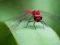Gioco Dragon Fly Jigsaw in linea