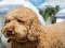 Gioco Labradoodle Jigsaw in linea