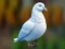 Gioco Realistic Pigeon Rescue in linea