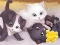 Gioco Jigsaw Puzzle: Playing Cats in linea