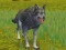 Gioco The Wolf: Wild Animal Simulator in linea