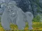 Gioco Help The Hungry Chimpanzee in linea