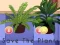 Gioco Save the Plants in linea