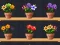 Gioco Good Flower Master in linea