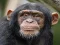Gioco Chimpanzee Jigsaw in linea