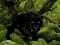 Gioco Escape from Black Panther Forest in linea