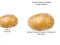 Gioco Potato Construct 2 Edition in linea