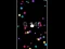 Gioco Pop Ball in linea