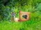 Gioco Return To Alsunga Forest in linea