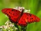 Gioco Nature Jigsaw Puzzle Butterfly in linea