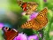 Gioco Butterfly Slide in linea