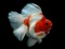 Gioco Gold Fish Jigsaw Puzzle in linea