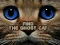 Gioco Find the Ghost Cat in linea