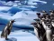 Gioco Penguins Slide in linea