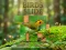 Gioco Birds Slide in linea