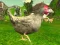Gioco Chicken Shooter in linea