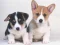 Gioco Cute Puppies Puzzle in linea