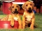 Gioco Puppy Pairs Puzzle in linea