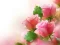 Gioco Pink Roses in linea