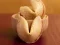 Gioco Fortune Cookies in linea