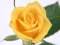 Gioco Yellow Roses in linea