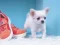 Gioco Lovely Puppy Puzzle in linea