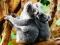 Gioco Cute Baby Koala Bear in linea