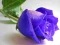 Gioco Blue Roses in linea