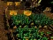 Gioco Pixel Farm in linea