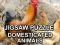 Gioco Jigsaw Puzzle Domesticated Animals in linea