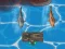 Gioco Titanic Shark Attacks in linea