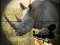 Gioco Wild Rhino Hunter in linea