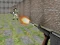Gioco Bullet Fire in linea