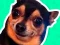 Gioco What meme dog are you ? in linea