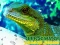 Gioco Chinese Water Dragon Jigsaw in linea