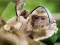 Gioco Chimpanzee Jigsaw in linea