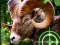 Gioco Crazy Goat Hunter 2020 in linea