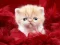 Gioco Funny Kitty in linea