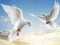 Gioco Flying Birds in linea