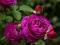 Gioco Purple Roses in linea