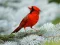Gioco Birds Puzzle in linea