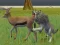 Gioco Wolf Life Simulator in linea
