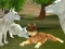 Gioco Wild Wolves Hunger Attack in linea